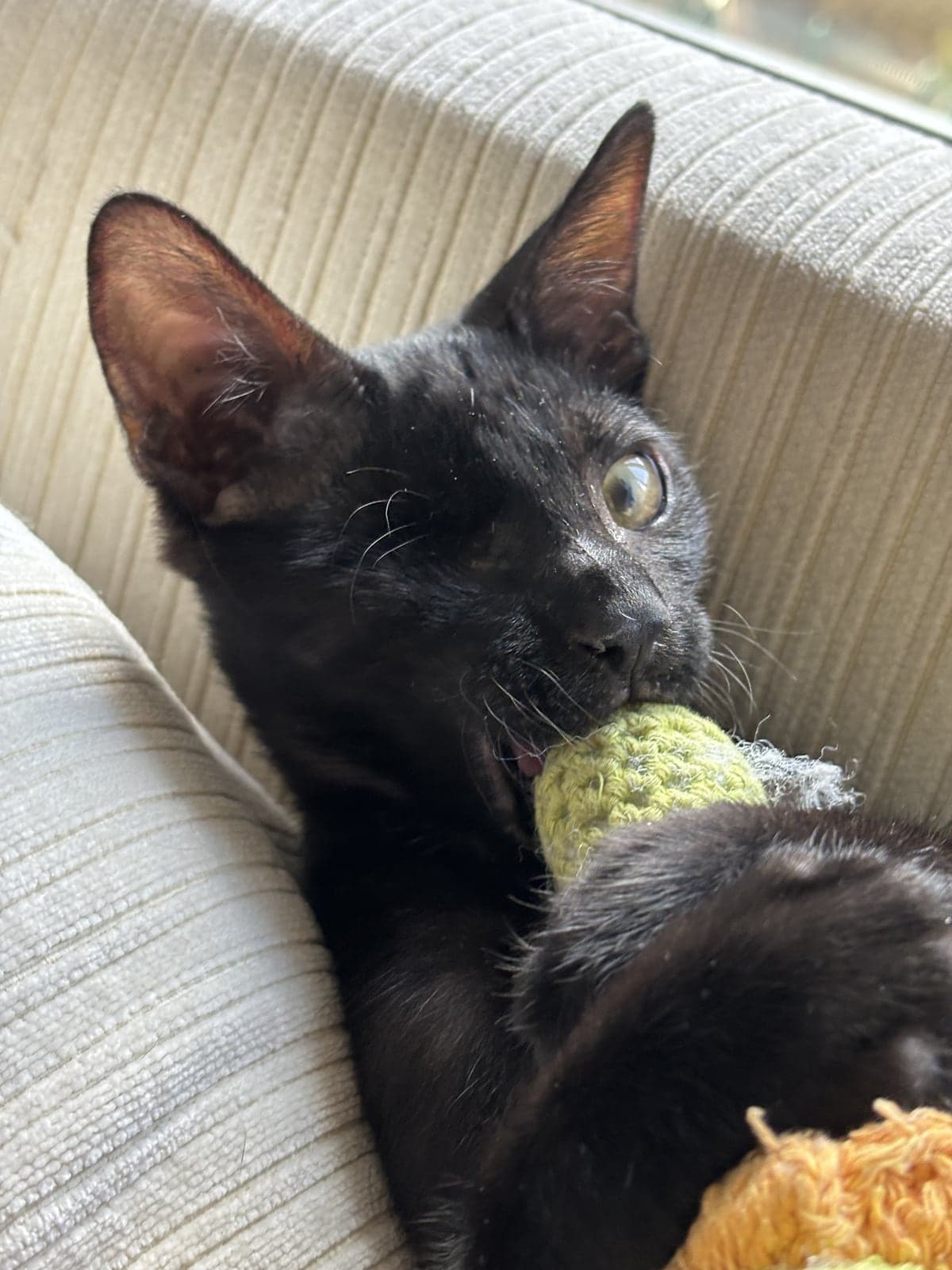 Kara Kedi Sokak Kedisi Kedi, Ankara