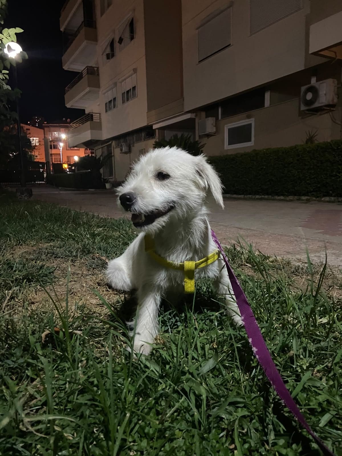 Parla Terrier Köpek, İzmir