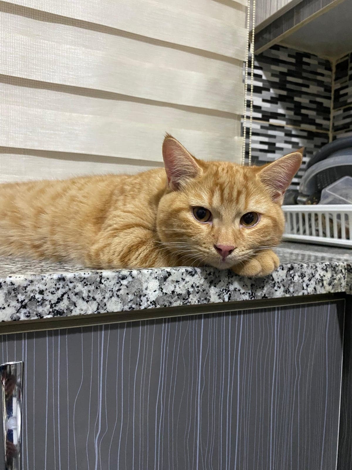 Mars Bilmiyorum Kedi, Manisa