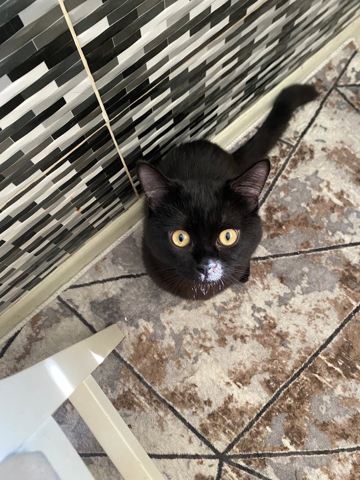 cano Bilmiyorum Kedi, Manisa