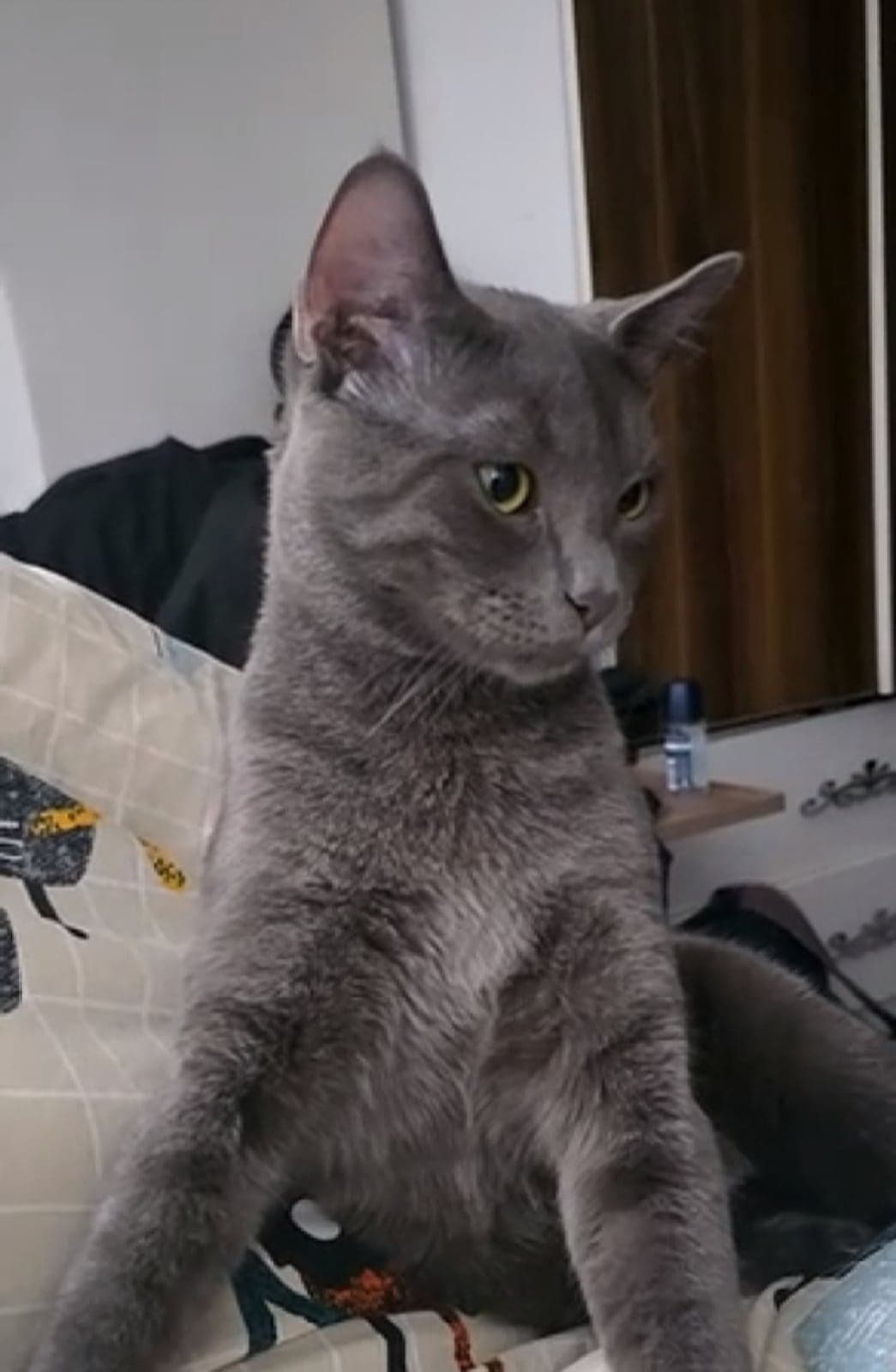 Adı yok Melez Kedi, İstanbul