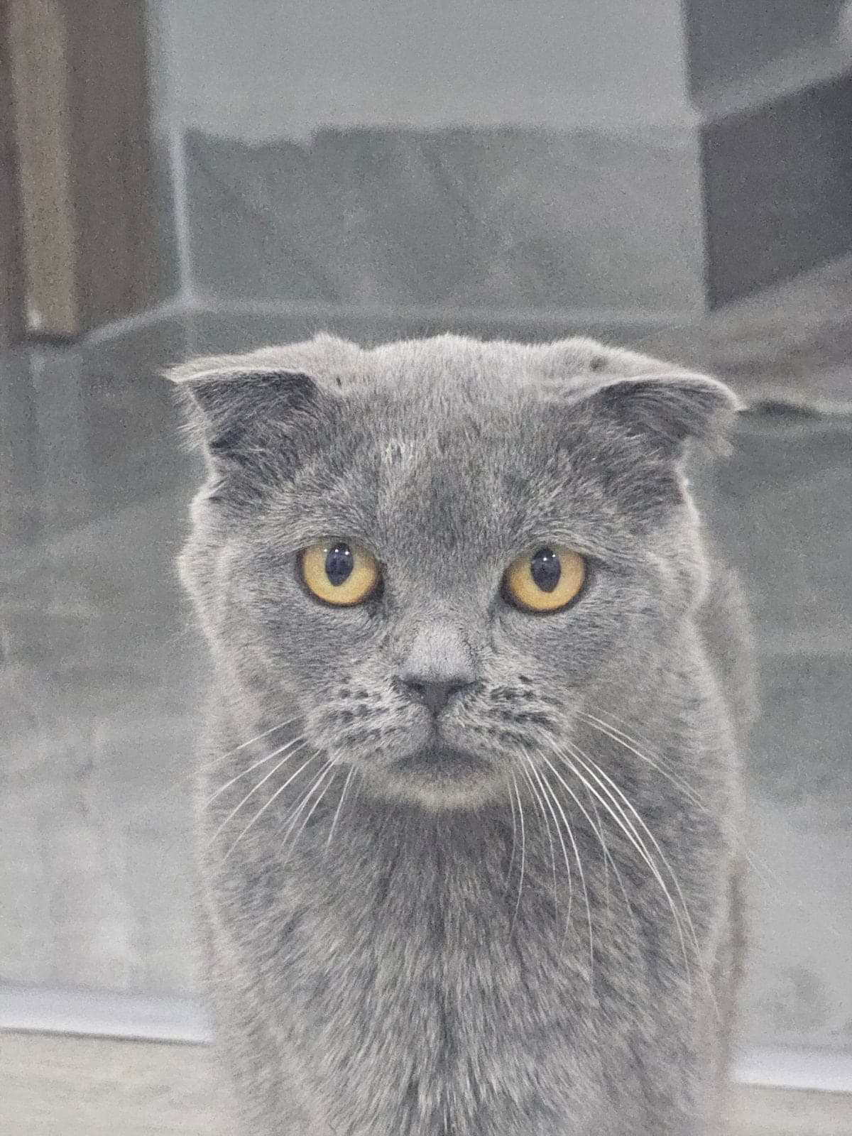 Miya Scottish Fold Kedi, Antalya