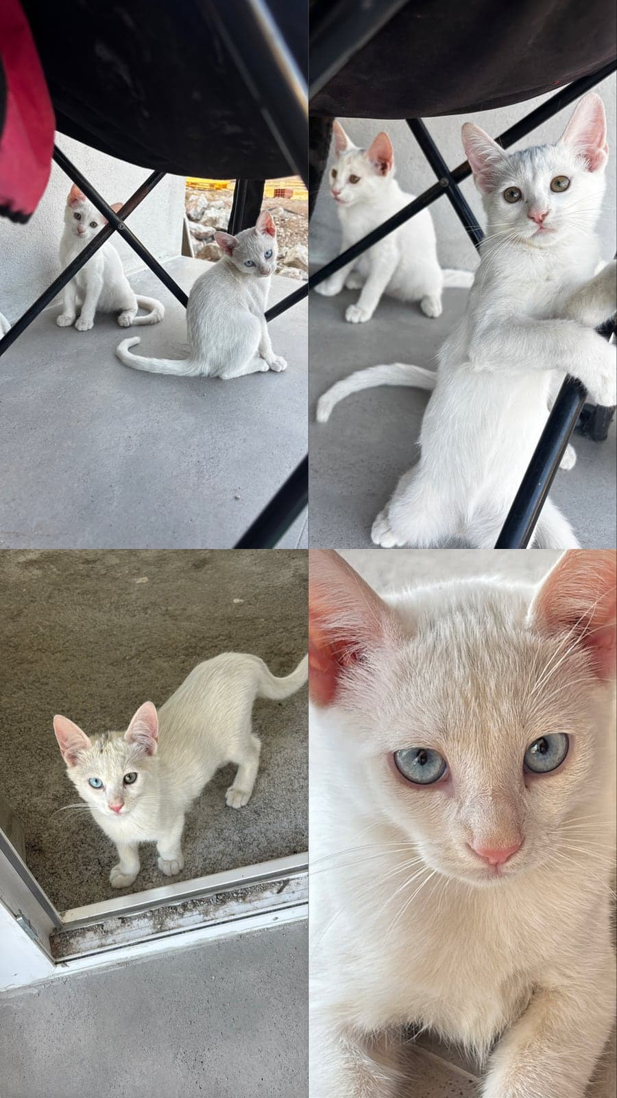 marko- lucy-pamuk-lokum-lekeli Van Kedisi Kedi, Muğla