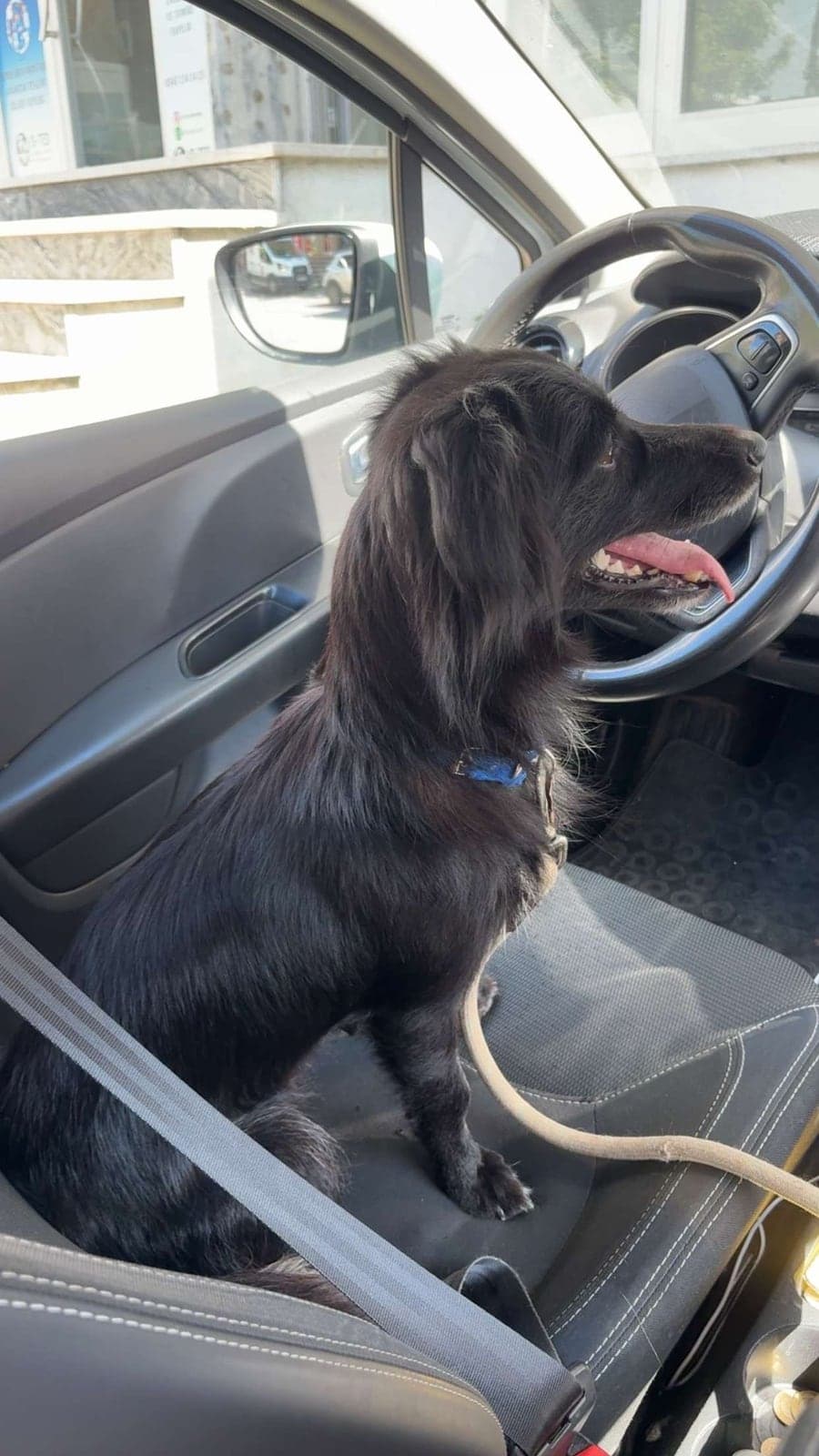 Balım Border Collie Köpek, İstanbul