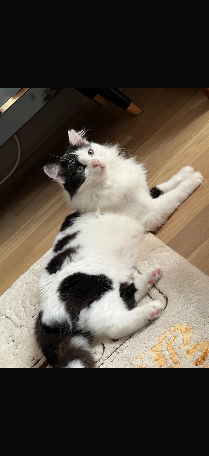 Narin Maine Coon Kedi, İstanbul