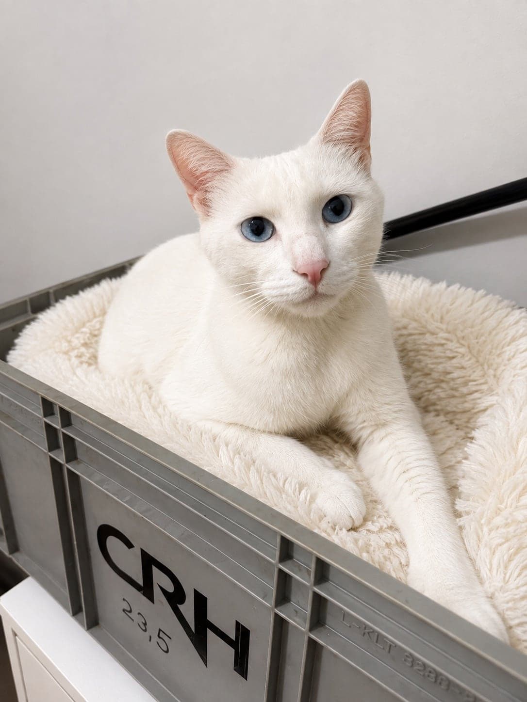 Casper Ankara Kedisi Kedi, İstanbul