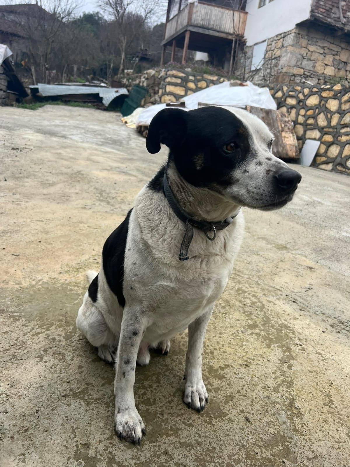 Roki Bilmiyorum Köpek, İstanbul