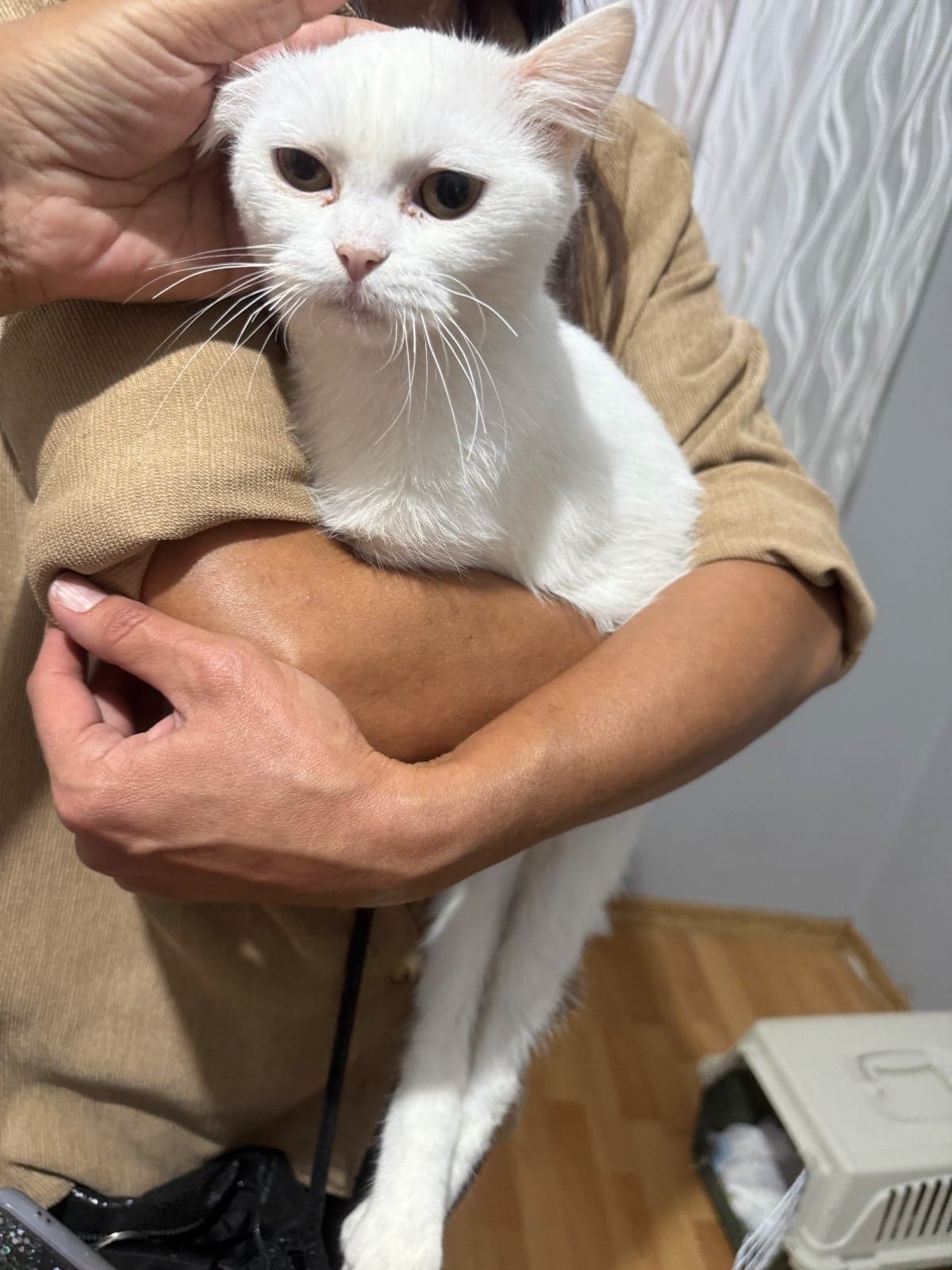Pamuk Exotic Shorthair Kedi, İstanbul