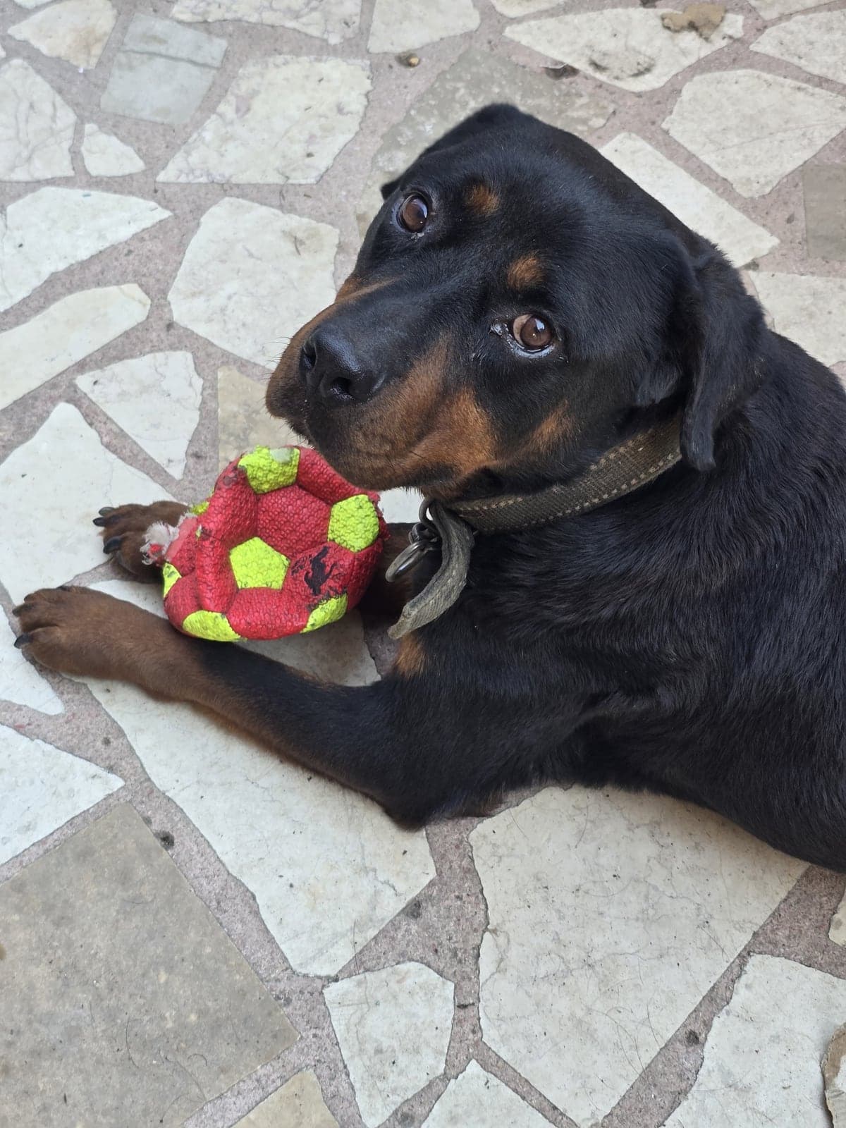 Lora Rottweiler Köpek, İstanbul