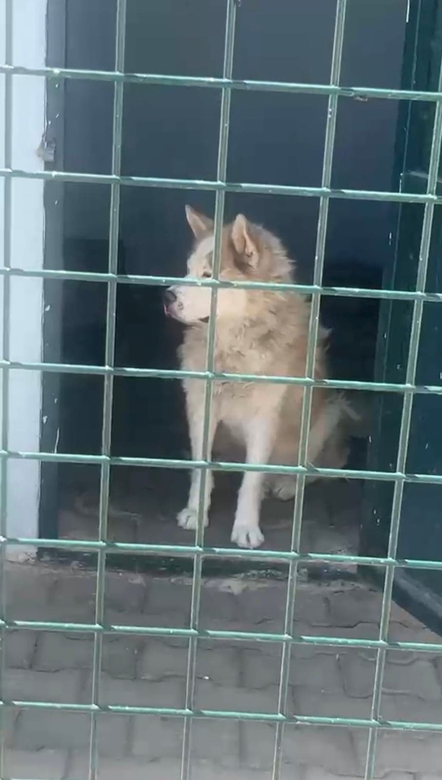 Lusi Husky Köpek, Nevşehir