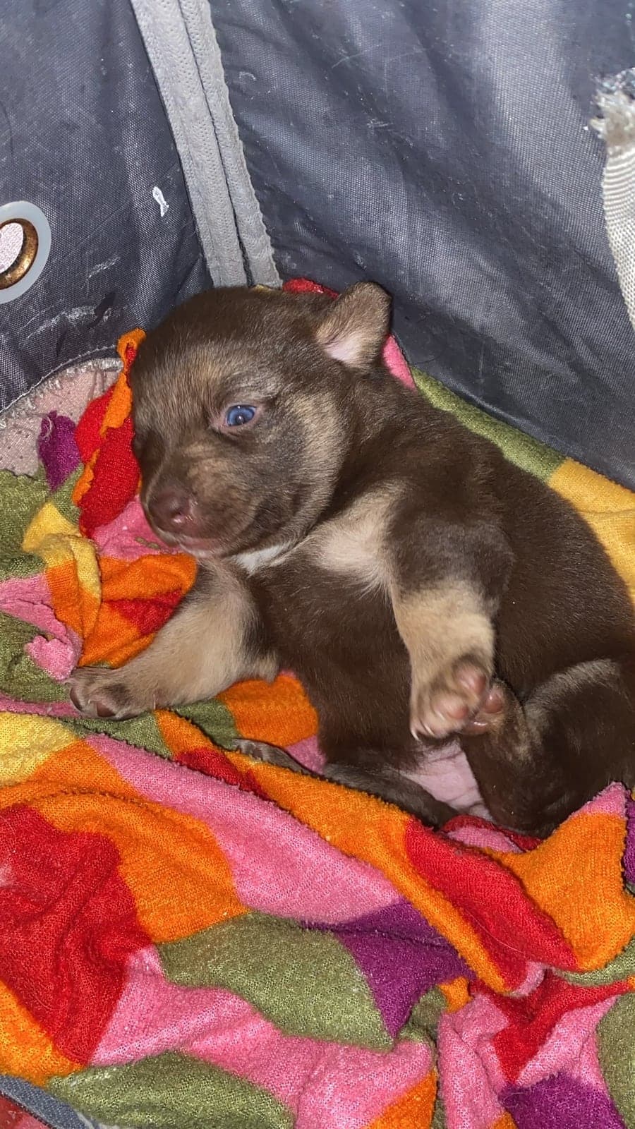 KAHVE Bilmiyorum Köpek, İstanbul