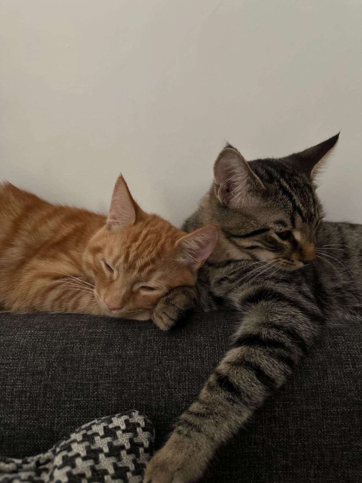 Mars ve piko Bilmiyorum Kedi, İstanbul