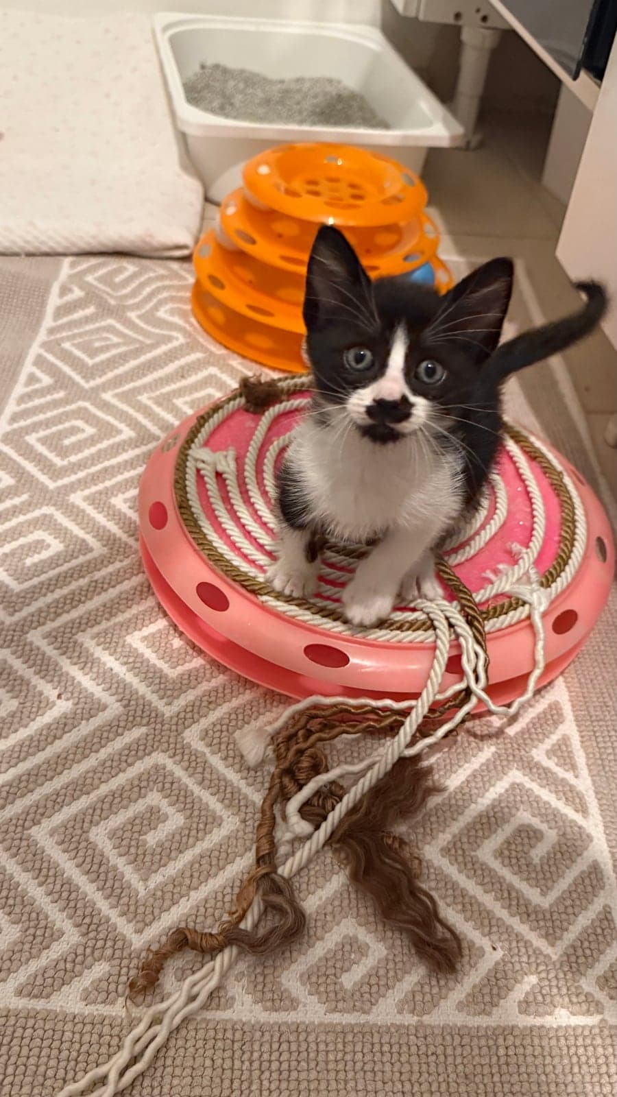 nokta Bilmiyorum Kedi, İstanbul