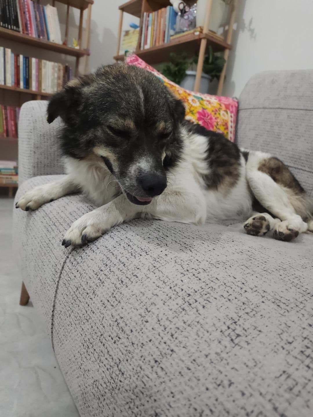 Zilli Bilmiyorum Köpek, İstanbul