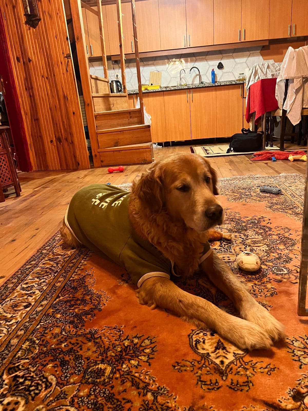 Ares Golden Retriever Köpek, İstanbul