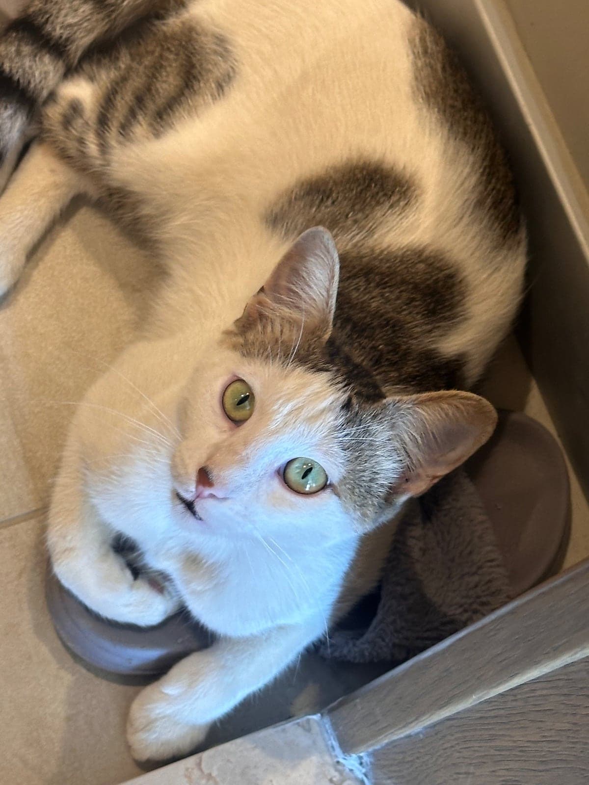 Dudu Melez Kedi, İstanbul