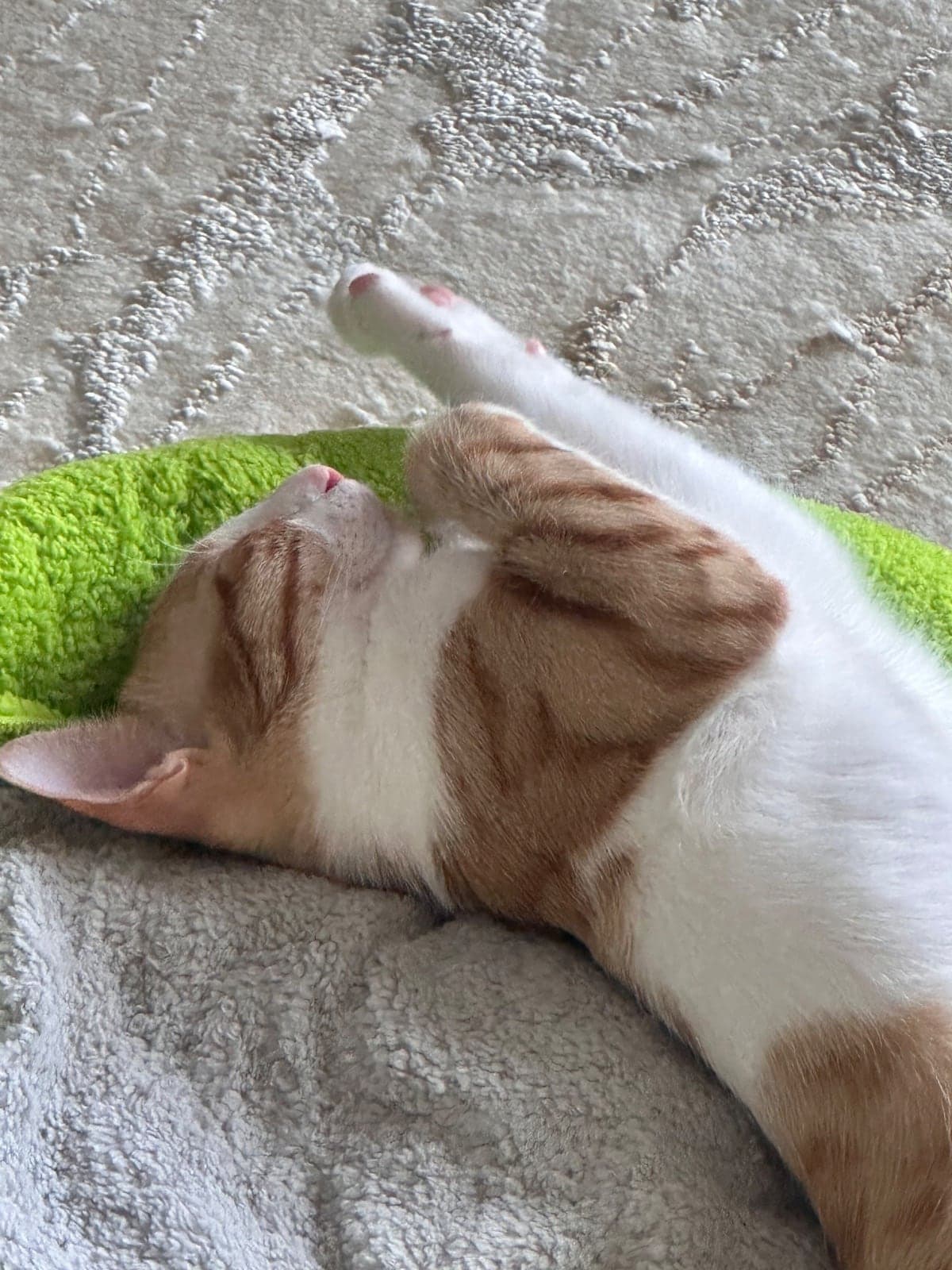Yok Melez Kedi, İstanbul
