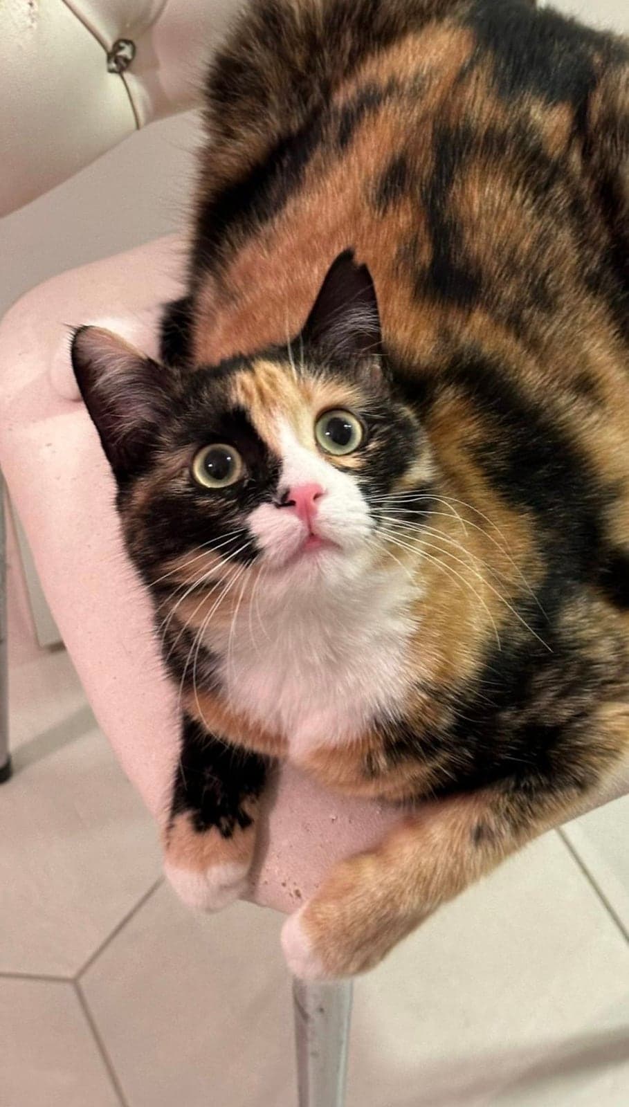 Porti Melez Kedi, İstanbul