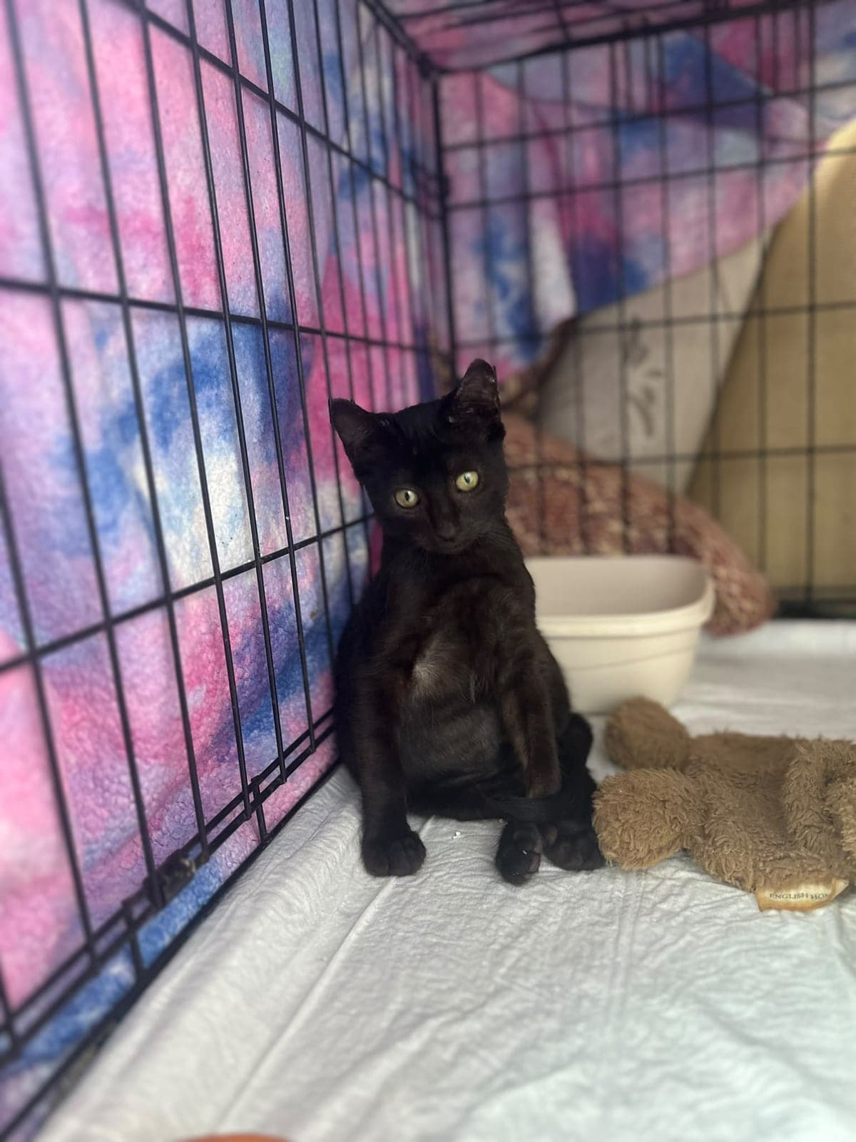 Bitter Sokak Kedisi Kedi, İstanbul