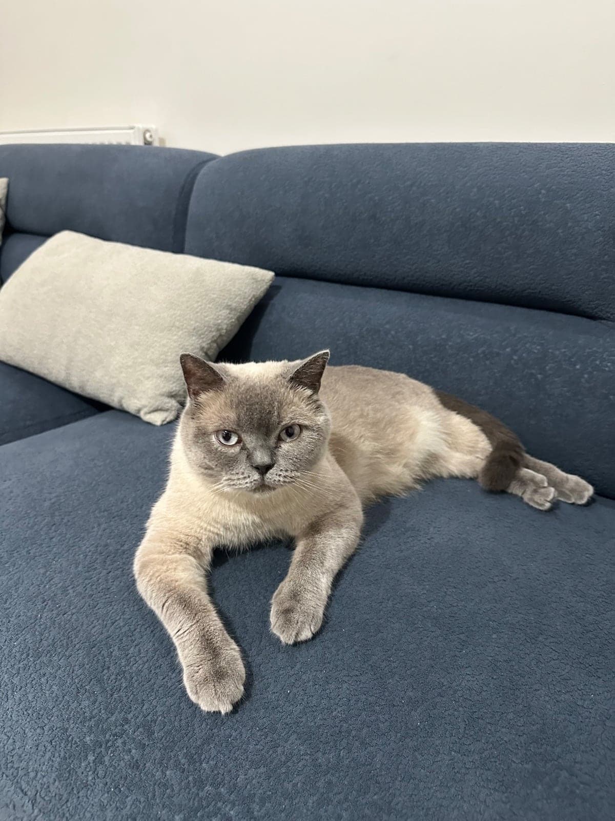 Sütlaç Scottish Fold Kedi, İzmir