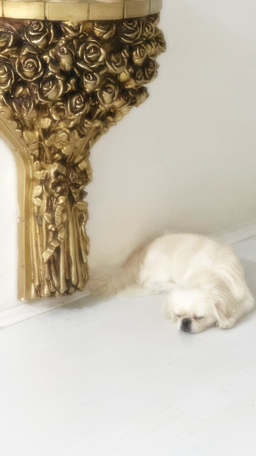 Linda Pekinez Köpek, Kocaeli