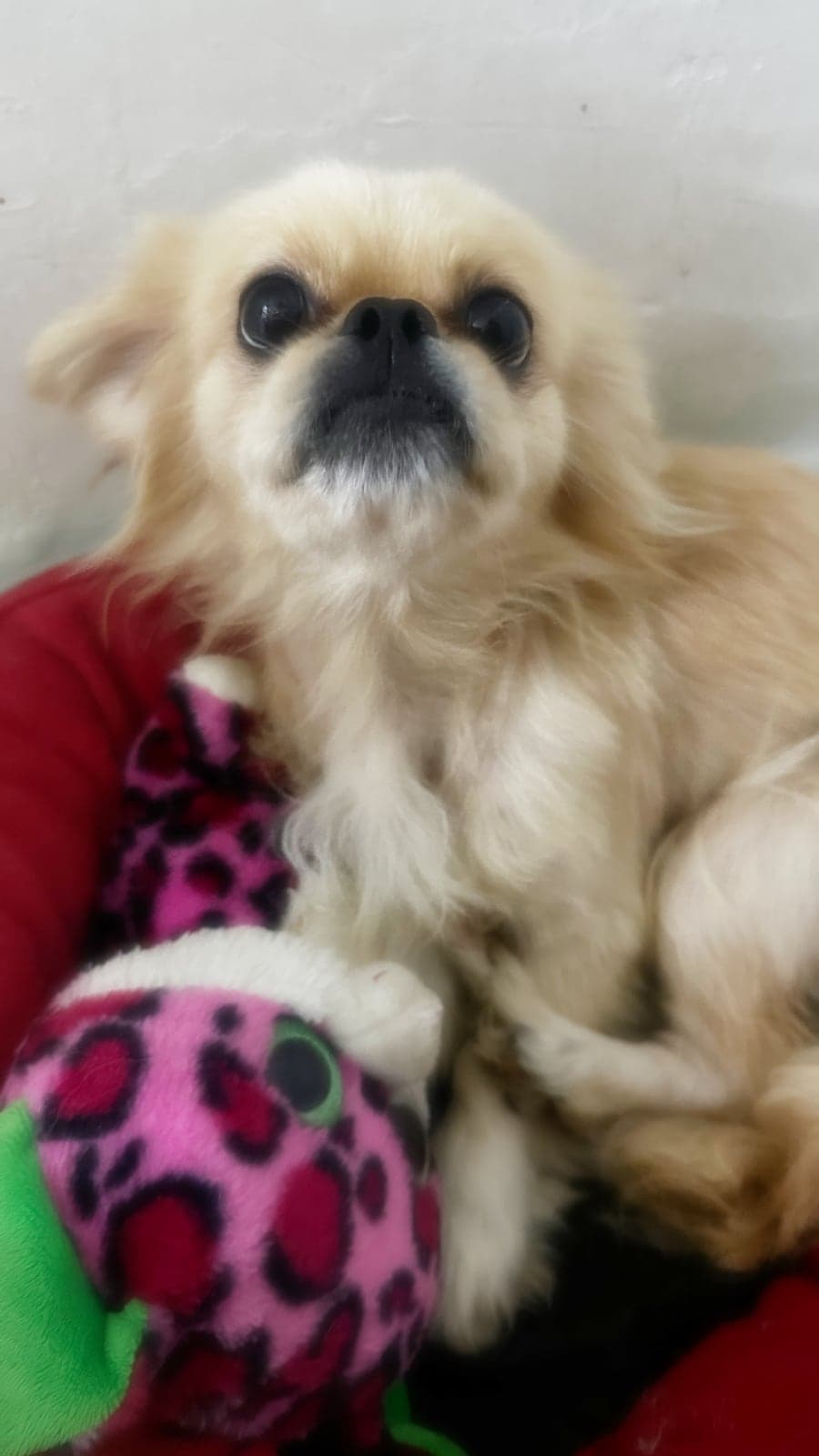 Prenses Pekinez Köpek, Kocaeli