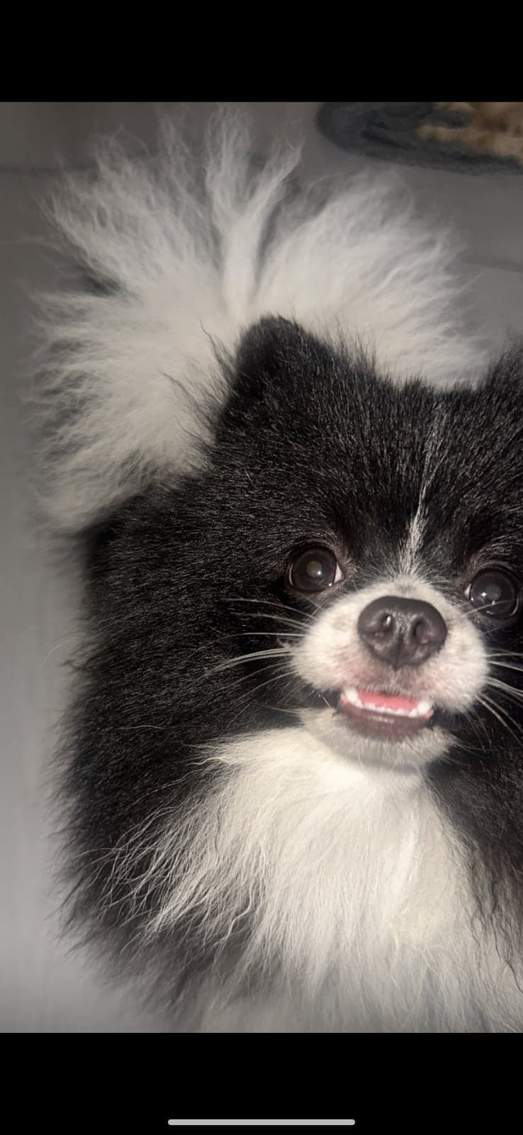 Panda Pomeranian Köpek, Kocaeli