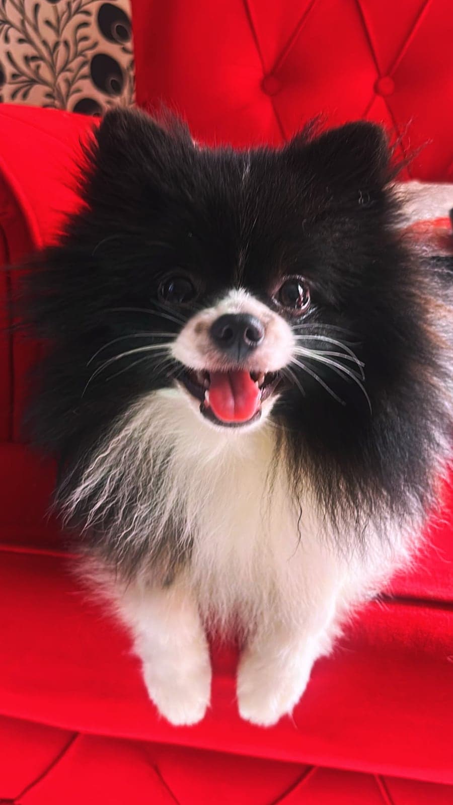 Panda Pomeranian Köpek, Kocaeli