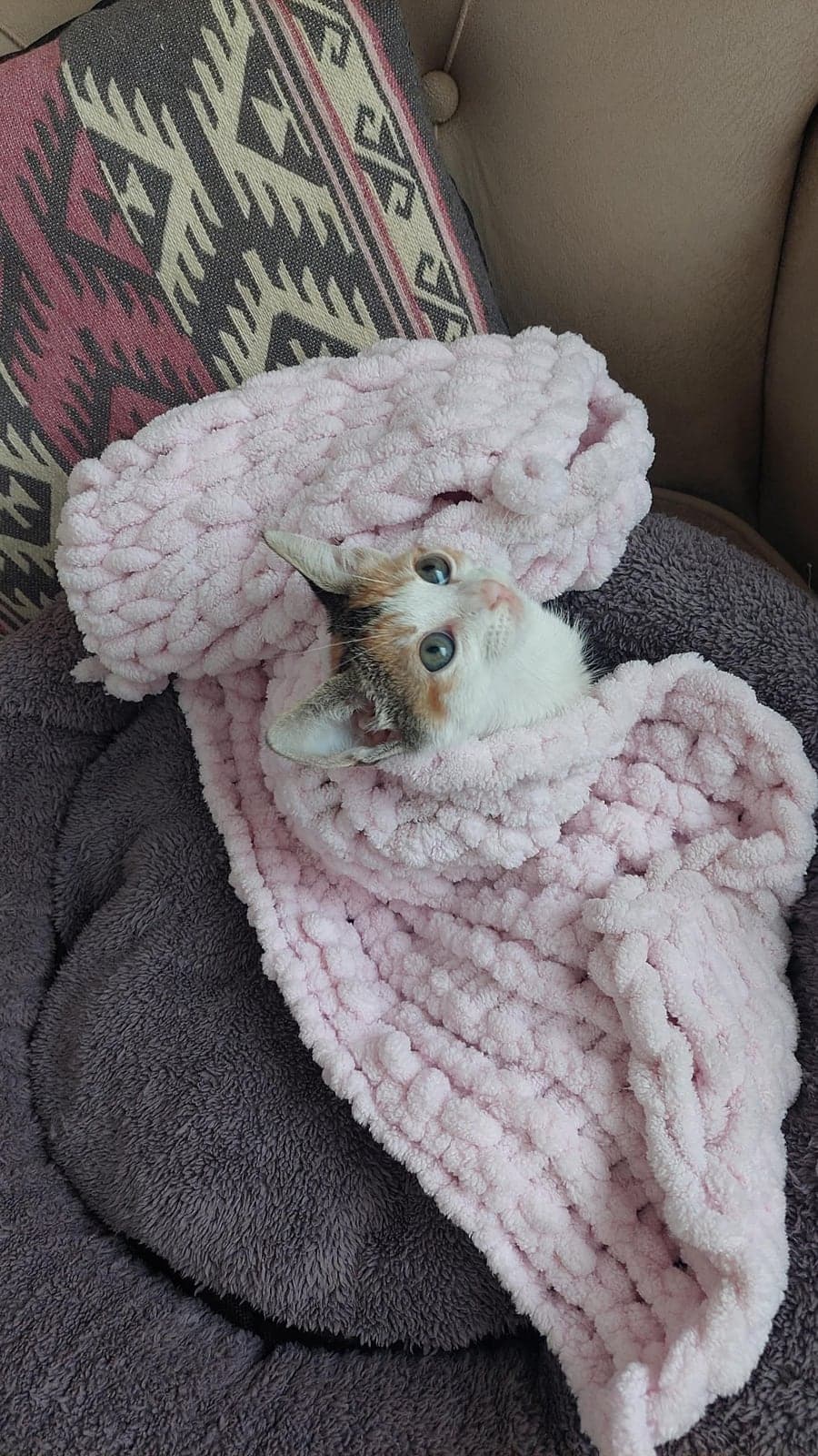 Lokum Sokak Kedisi Kedi, Kocaeli