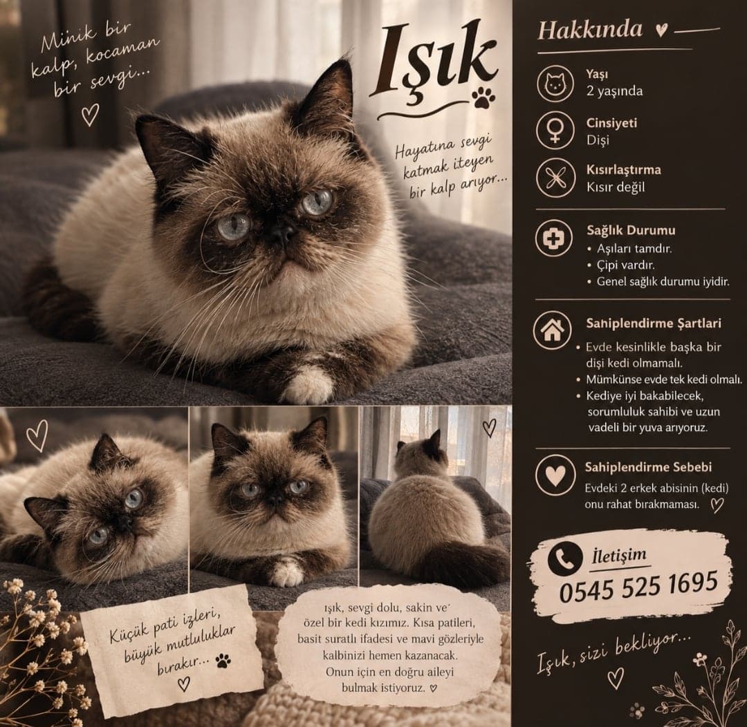 IŞIK Exotic Shorthair Kedi, Eskişehir