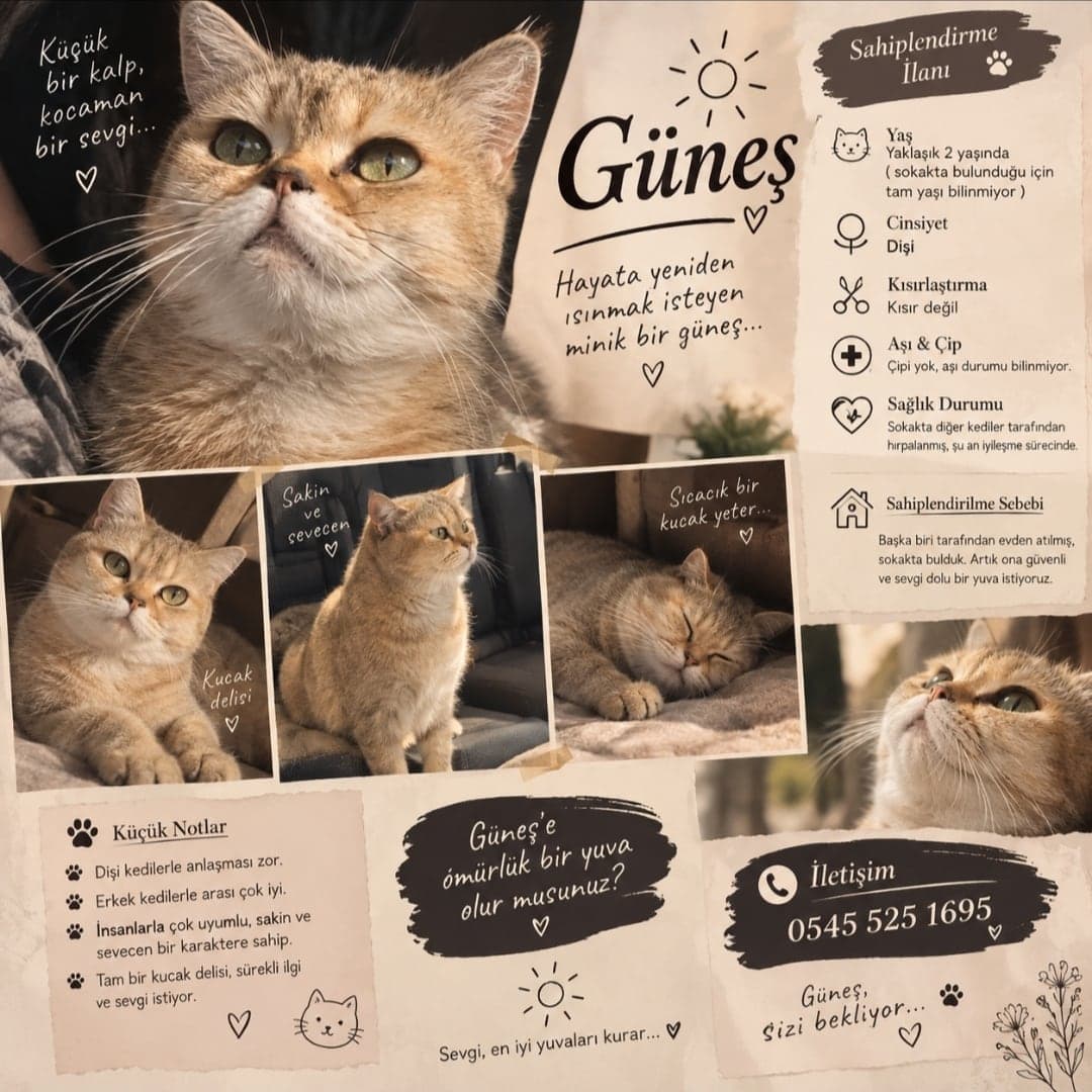 GÜNEŞ British Shorthair Kedi, Eskişehir