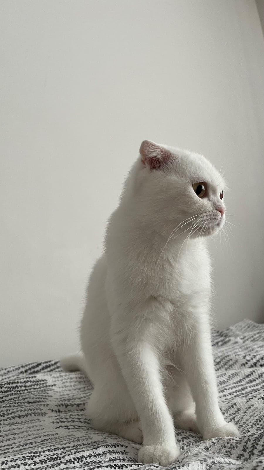 Pamuk Scottish Fold Kedi, Ankara