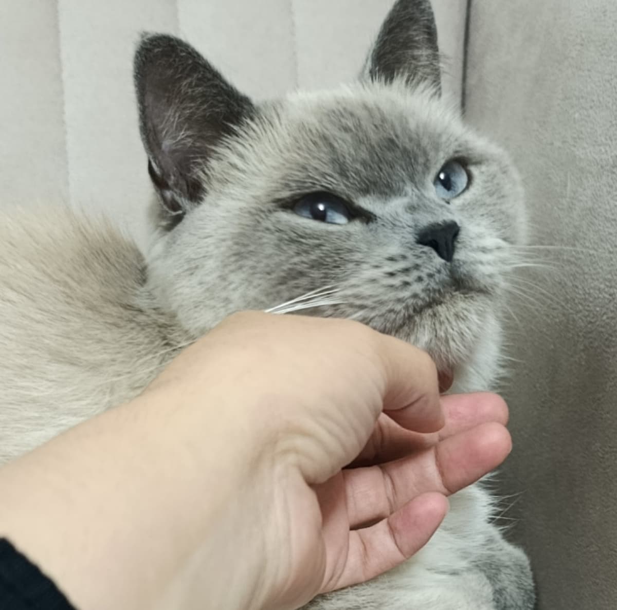 Diva British Longhair Kedi, Sakarya