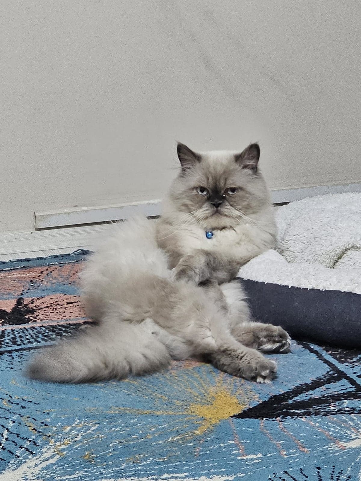 Cookie Scottish Fold Kedi, Bursa