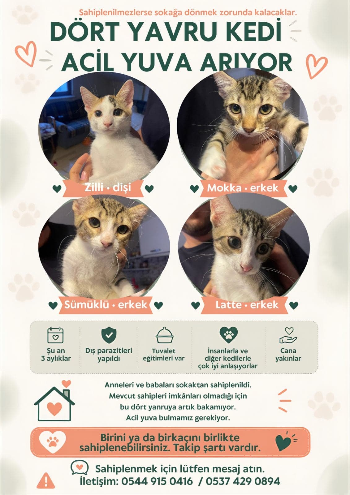 ZİLLİ,MOKKA,SÜMÜKLÜ,LATTE 4 YAVRU! Tekir Kedi, Bursa