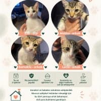 mokka Tekir Kedi, Bursa