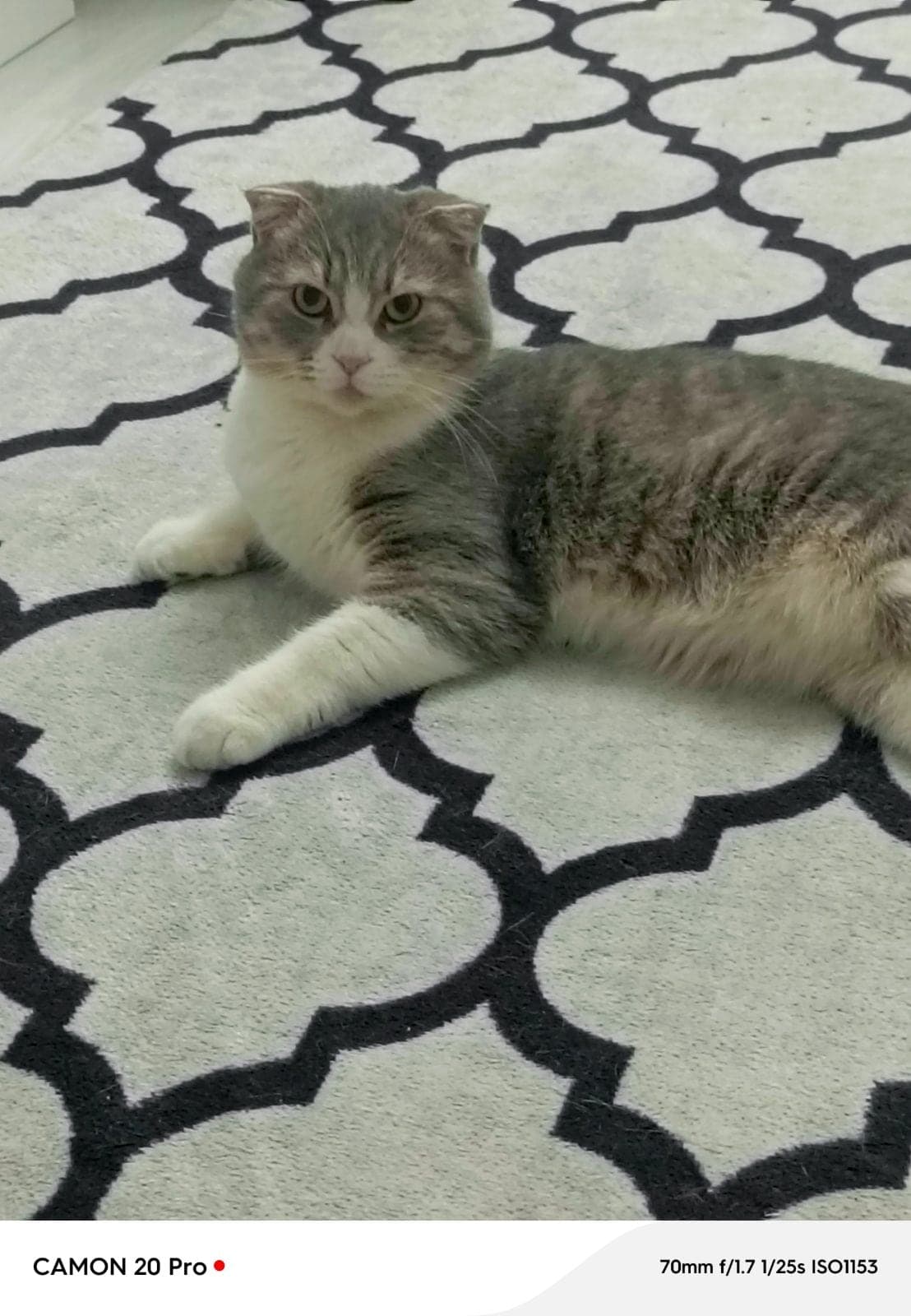 Lina Scottish Fold Kedi, Tekirdağ