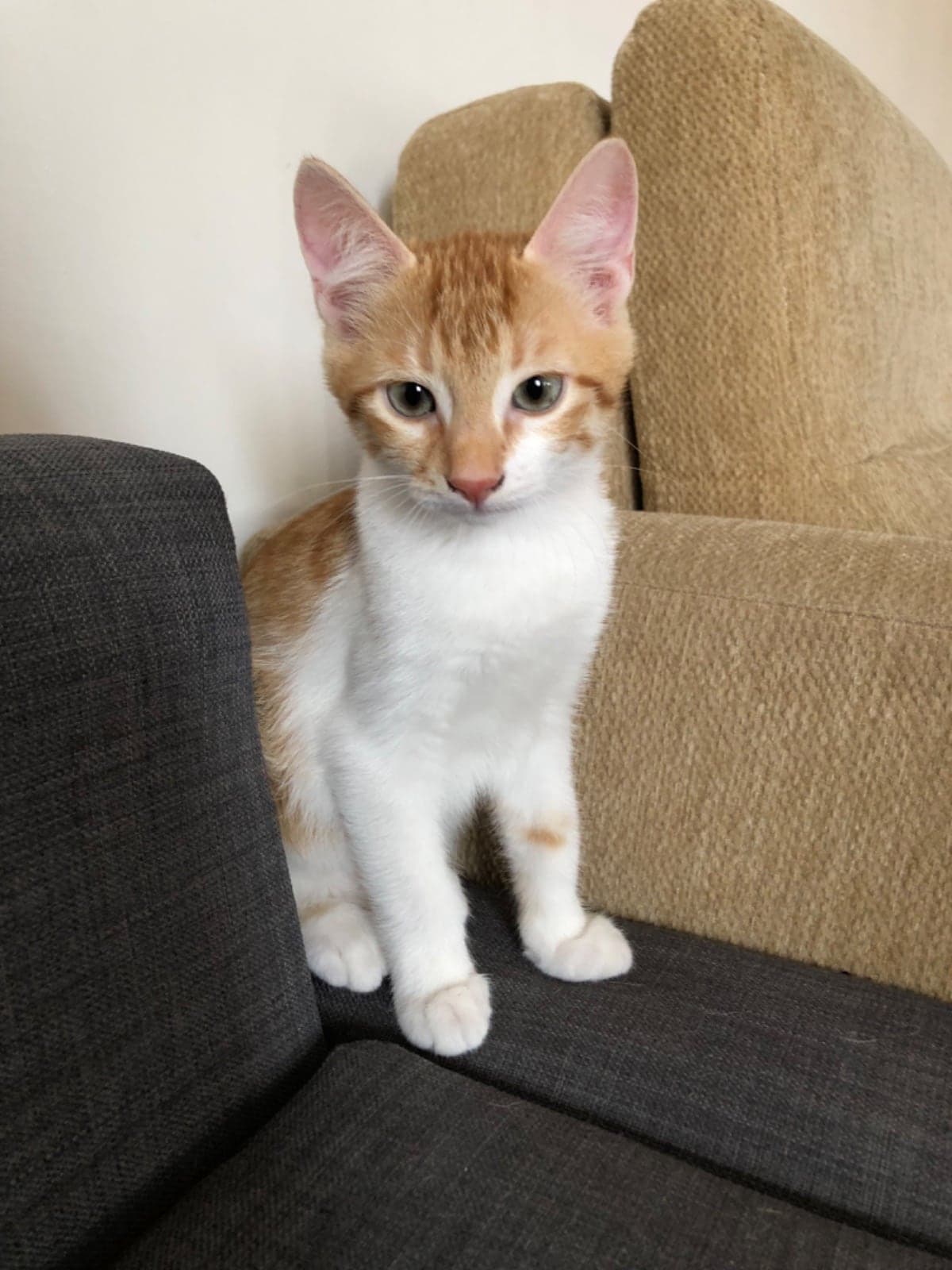 limon Tekir Kedi, Bursa