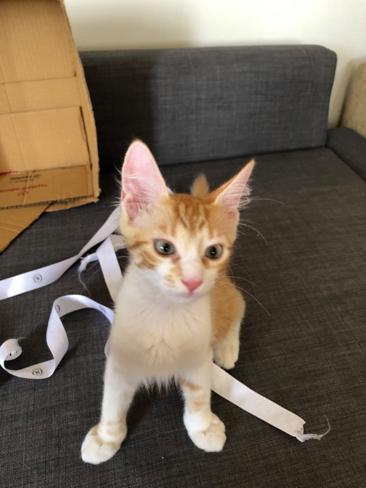 kayısı Tekir Kedi, Bursa