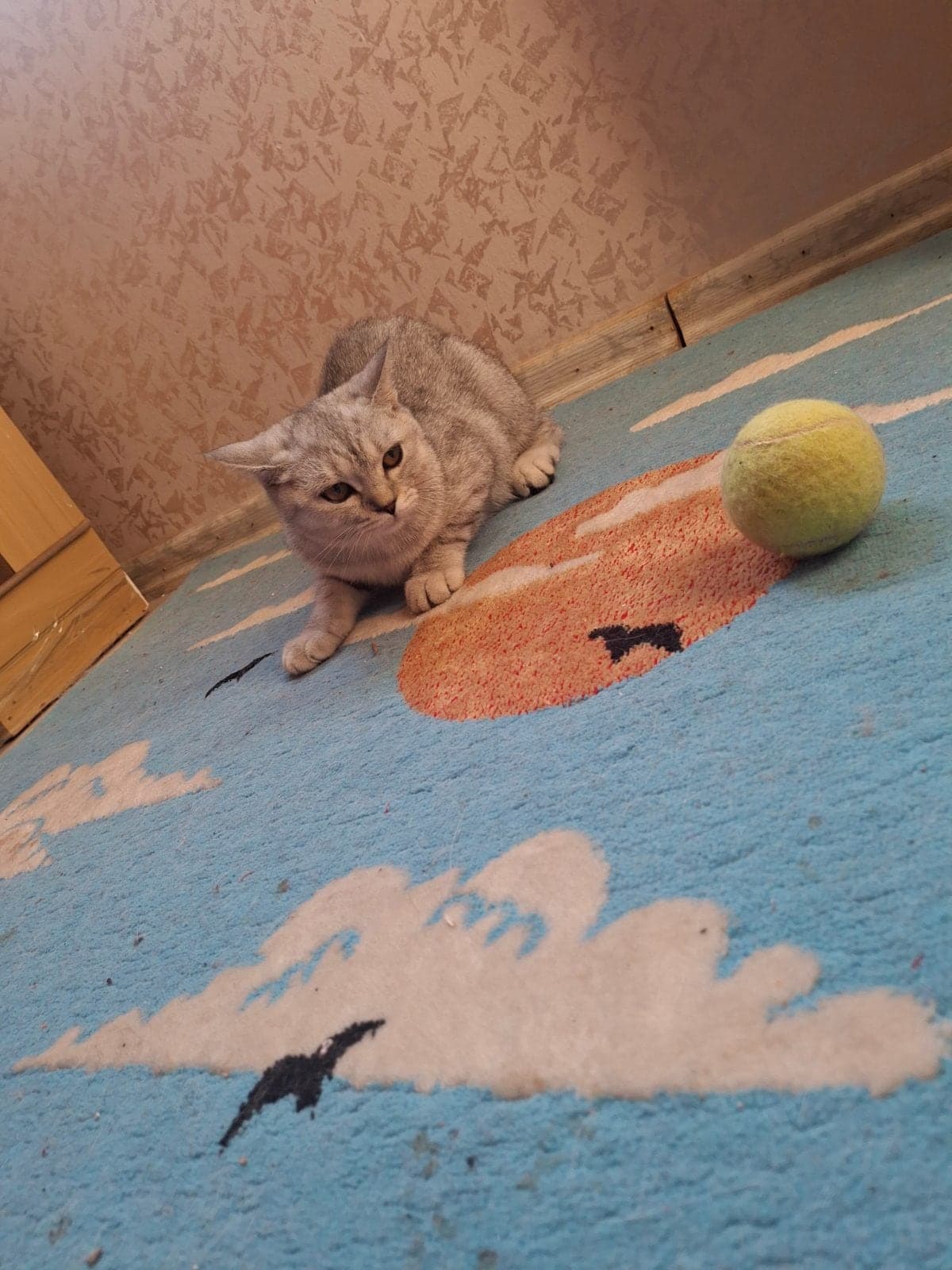 Yavru British Shorthair Kedi, Antalya