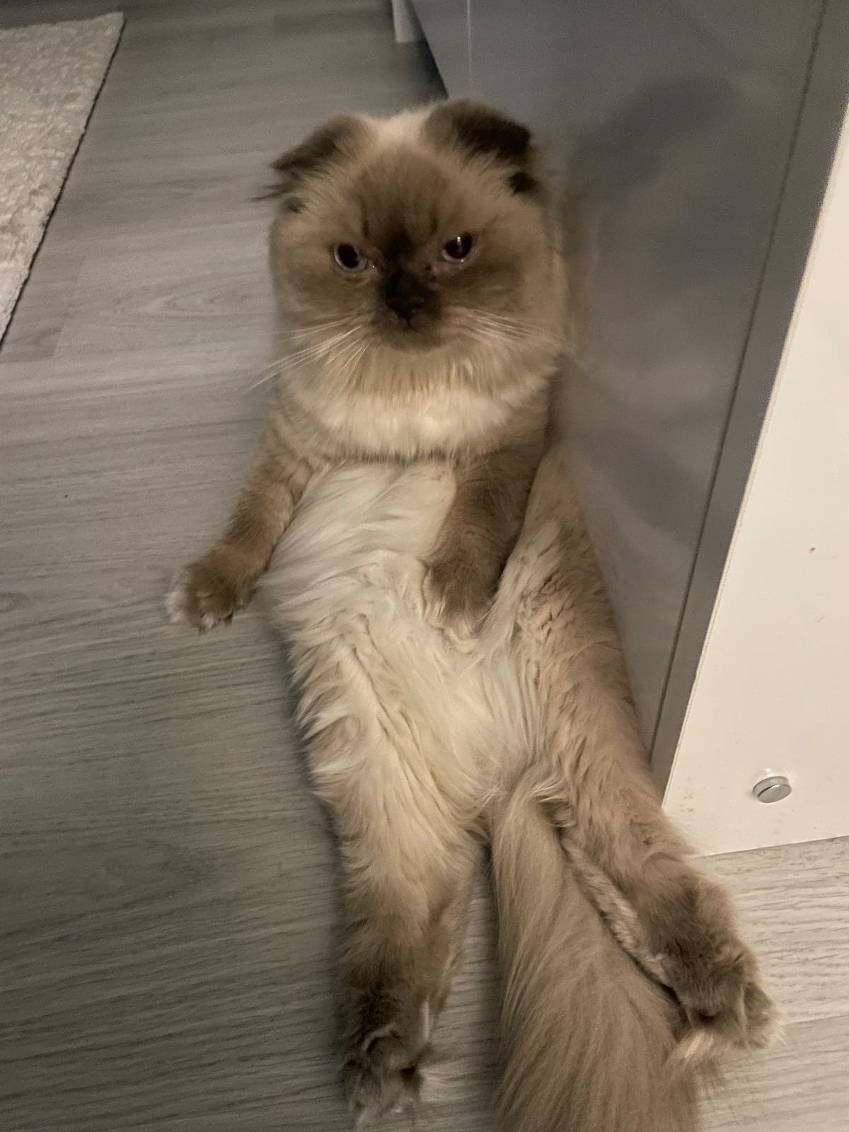 Lila Scottish Fold Kedi, İzmir