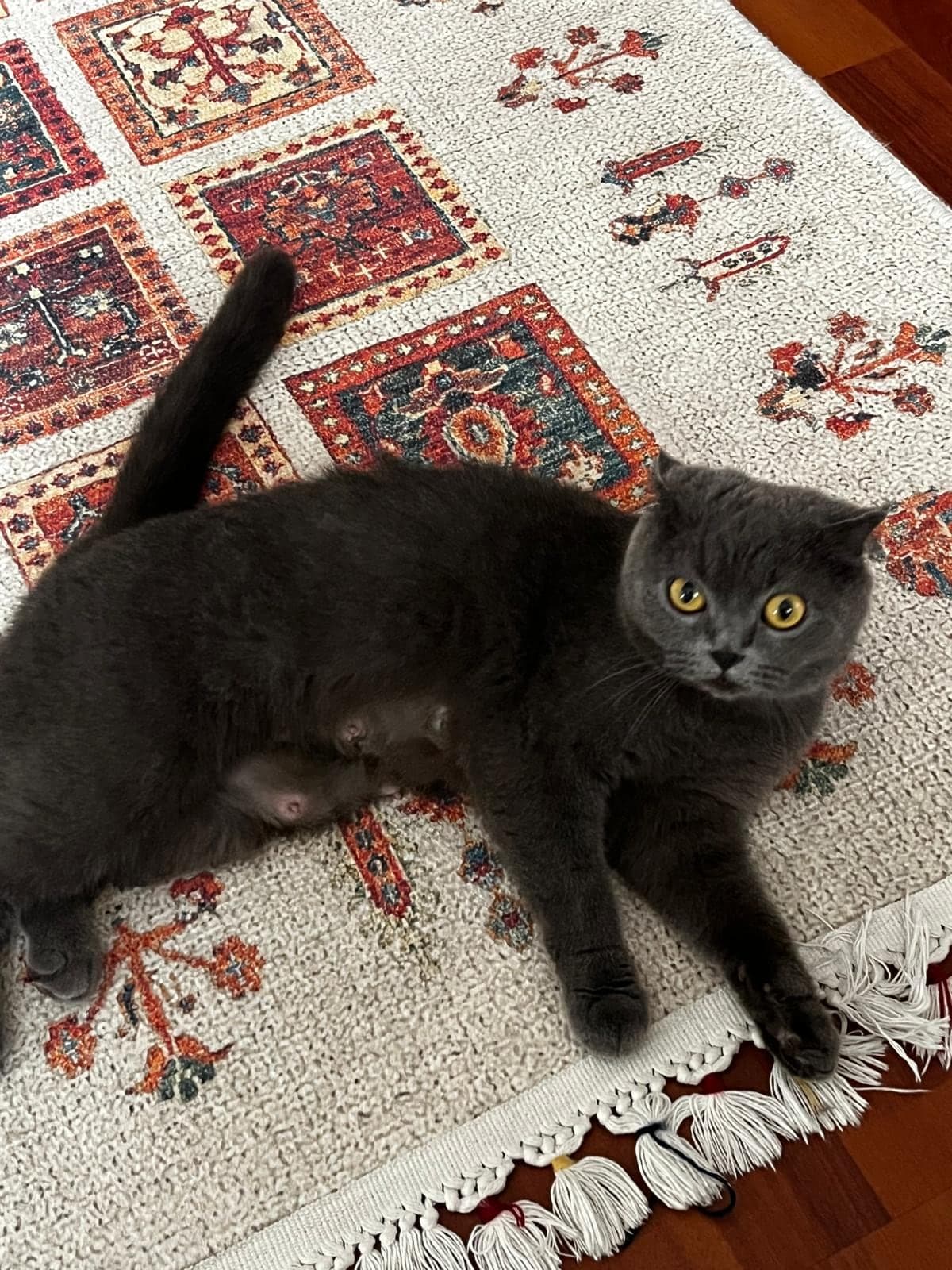 Karam Scottish Fold Kedi, Samsun