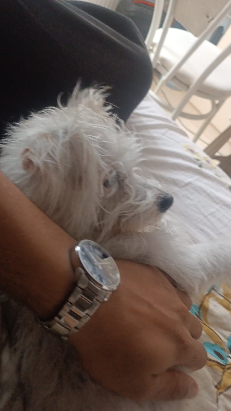 Pamuk Melez Köpek, Ankara
