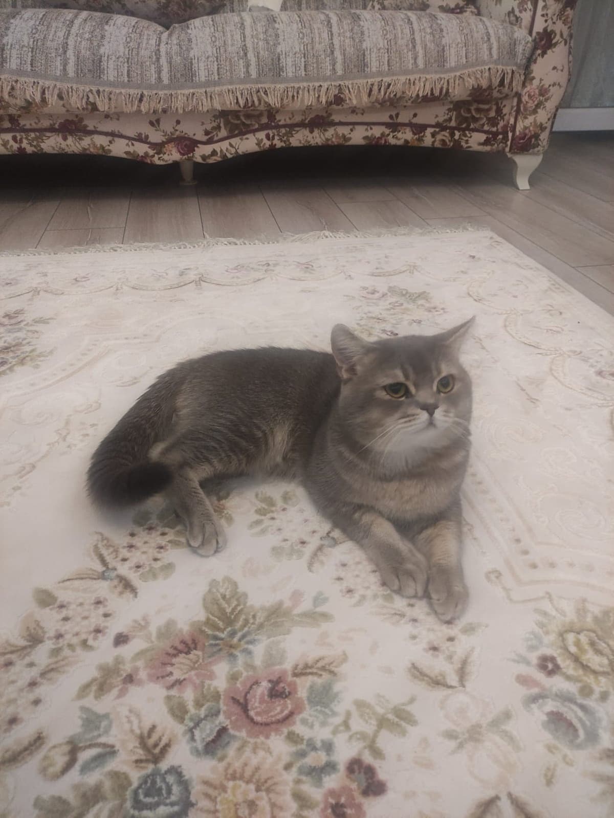 Haydar Melez Kedi, Adana