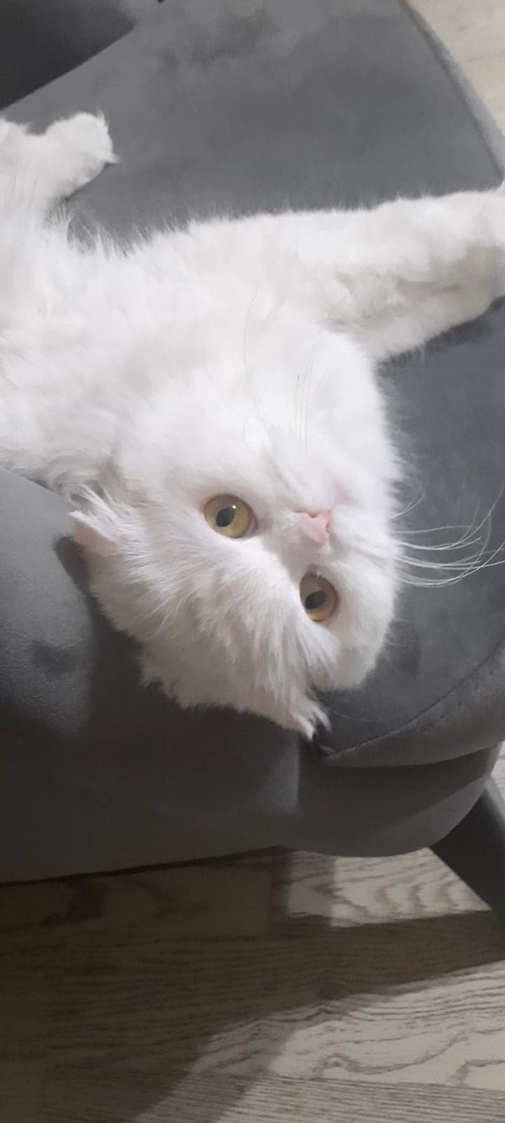 Luna Scottish Fold Kedi, Antalya