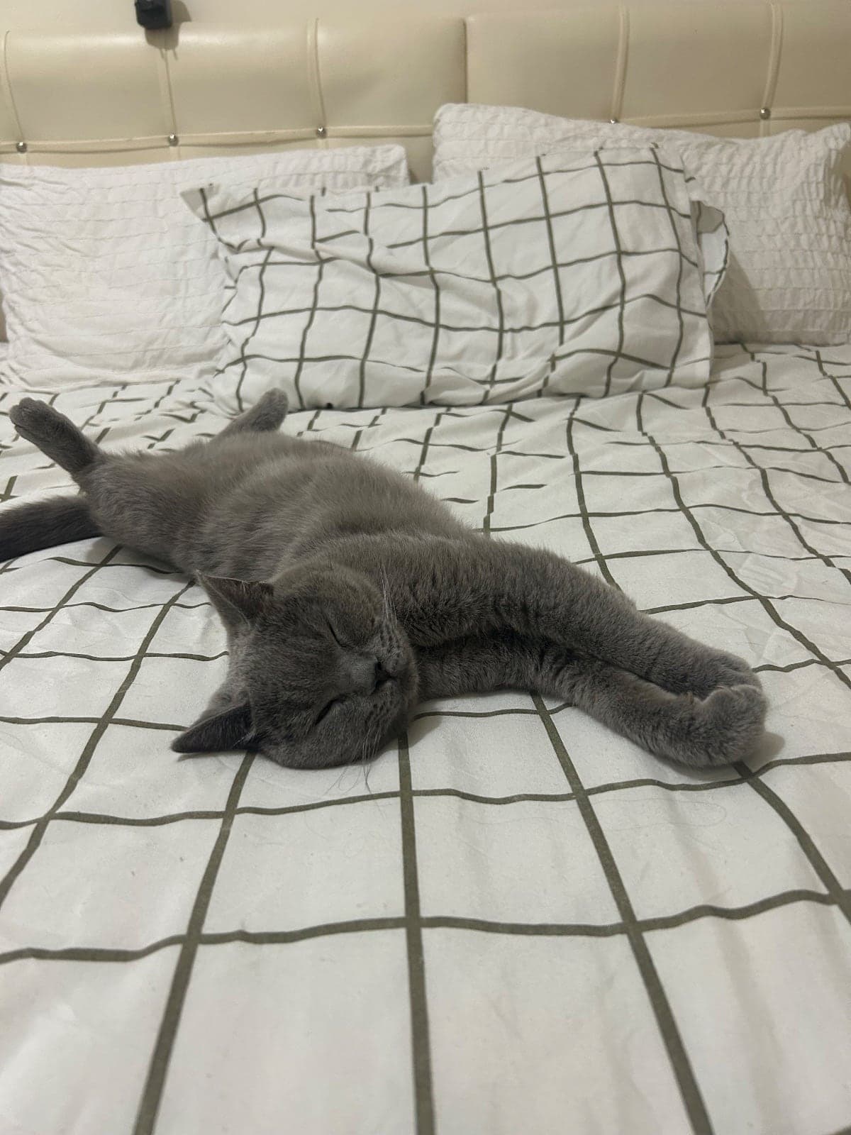 Sufle British Shorthair Kedi, Isparta