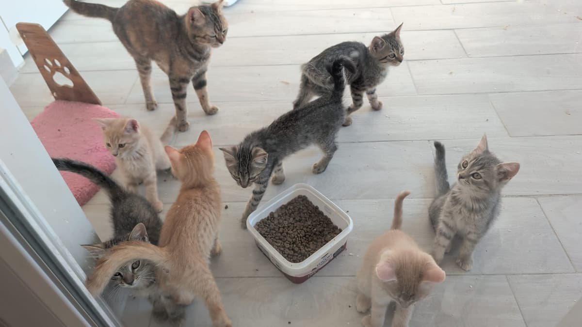Yavru kedi Melez Kedi, Bursa