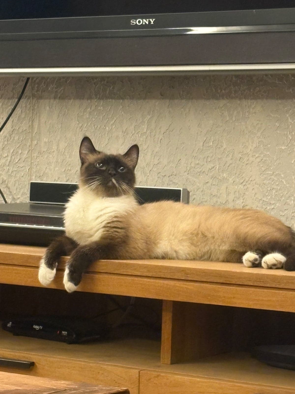 Yok Siyam Kedisi Kedi, İstanbul