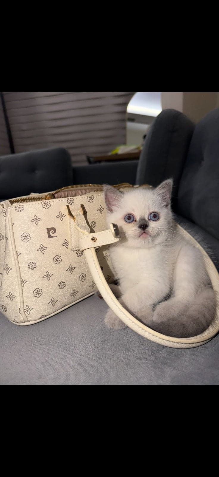 Lina British Shorthair Kedi, Bursa