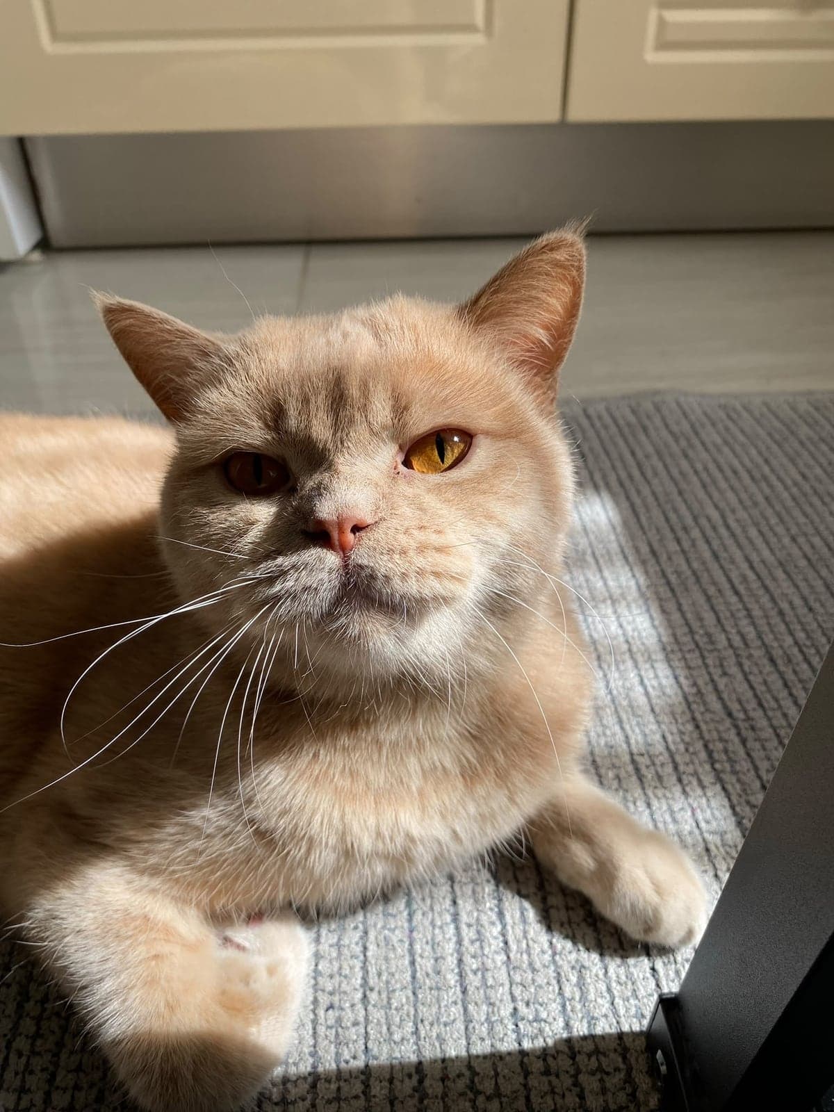 Leo British Shorthair Kedi, İstanbul